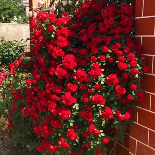 红木香花四季爬藤植物蔷薇玫瑰月季花苗盆栽攀爬花卉黄木香七里香