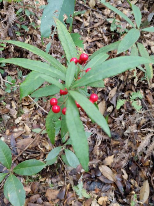 【植物观赏】百两金(八爪金龙) 伟哥乱弹