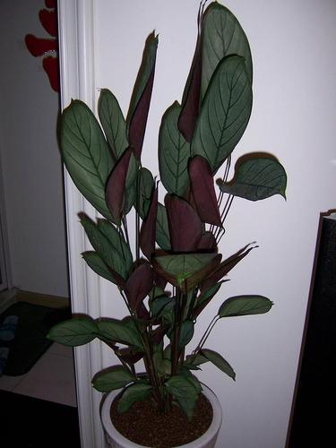 绿叶有花纹,晚上叶子竖起,白天伸展开,这是什么花