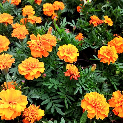 孔雀草 山东孔雀草价格 绿化工程用苗