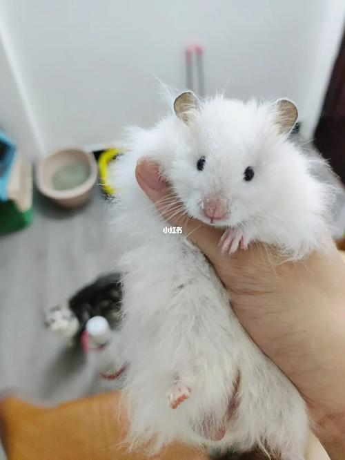 养白色金丝熊的快乐_金丝熊_腮红_宠物_宠物其他