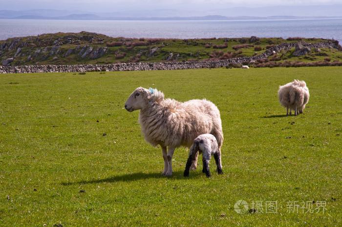 islay sheep