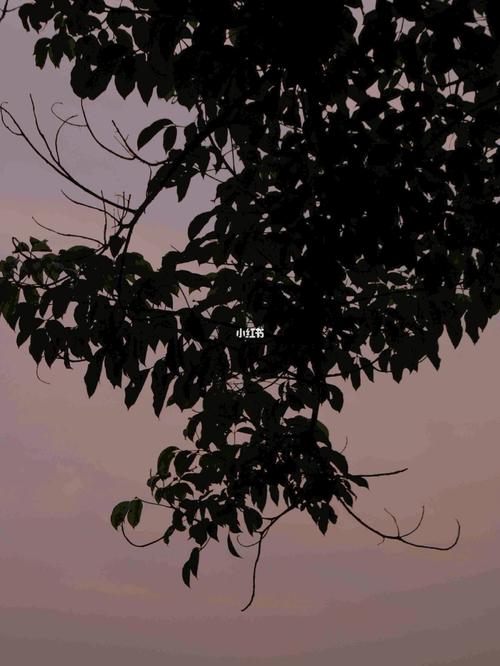 蓝桉已遇释槐鸟,不爱万物唯爱你_素材_素材_文字素材