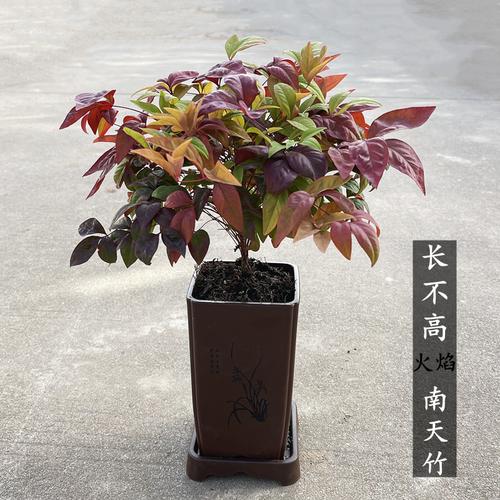 金鸿火焰南天竹盆栽花苗耐寒耐阴常绿灌木南天竺庭院绿化观叶植物
