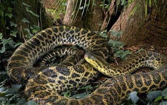 女娲真身吓人图片大全人首蛇身的诡异存在真可怕