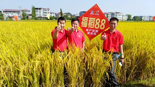 江西省优质稻福稻88观摩测产大会取得圆满成功
