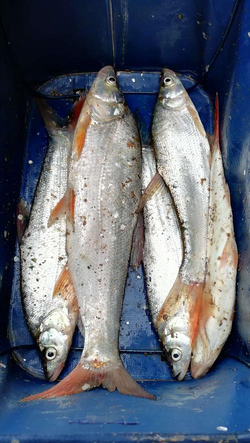 钓鱼人的收获,镜泊湖特产红尾鱼