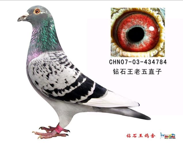 钻石王老五直子