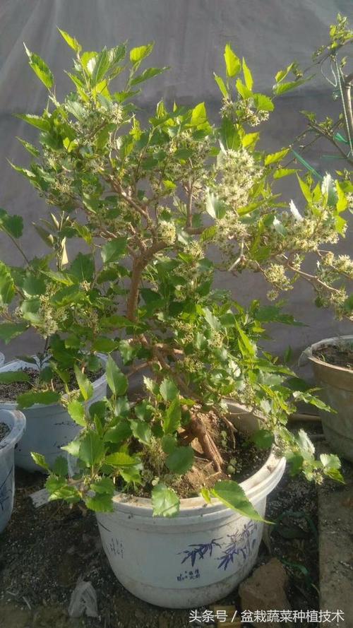 冬天养盆栽桑树开花像一团雪,方言前不栽桑,后不种柳该不该信 .