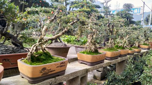 走进华中最大盆景交易市场――高家堰盆景园