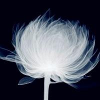 一朵花头像简约女【点击鼠标右键下载】