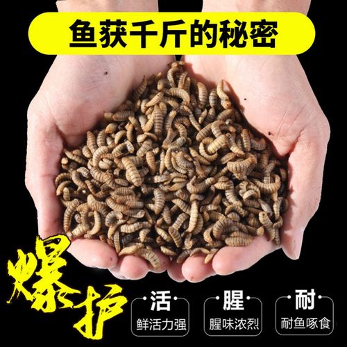 新款黑水虻幼虫活体鱼饵黄骨鱼鲫鱼鲶鱼鳊鱼鲤鱼活饵
