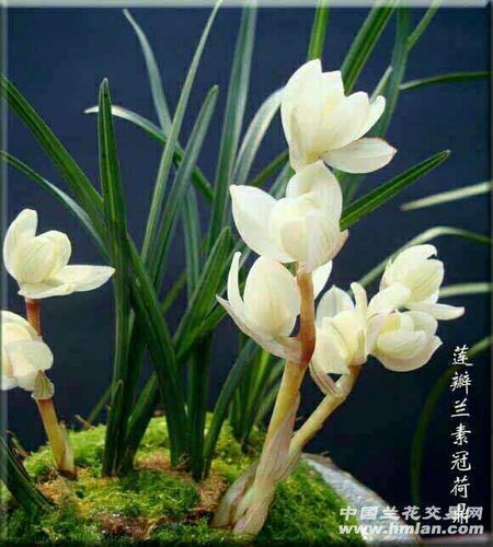 《咏百花之五十八》莲瓣兰花:素冠荷鼎