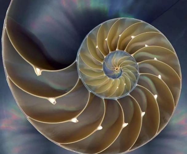 这个就是神秘莫测的鹦鹉螺的剖面