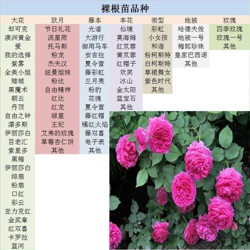 图解2017年冬月季裸根苗品种及发货流程