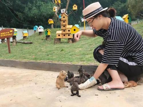 太惊喜了!三明这里新建一家松鼠园,游客可以亲自投食喂养