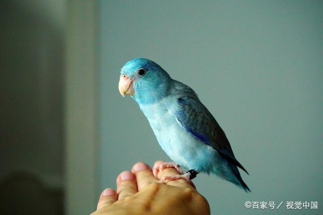 桃面类牡丹鹦鹉的名字都这么怪,原来名字里大有含义