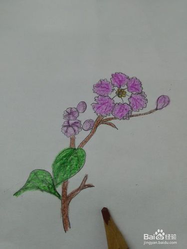 紫薇花怎么画