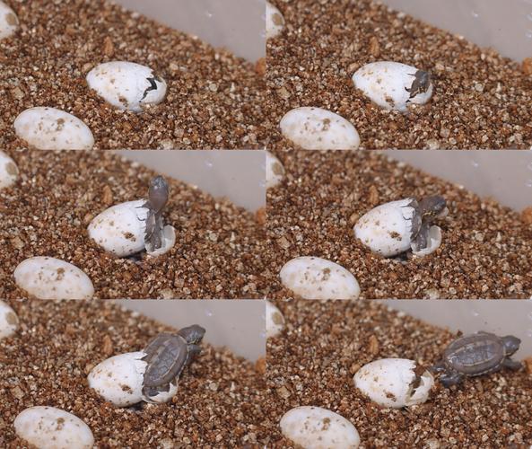 龟蛋孵化出生破壳中华草龟_3840x2160_高清视频素材