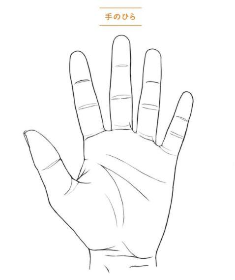 教你绘画新手画手掌的画法诀窍!