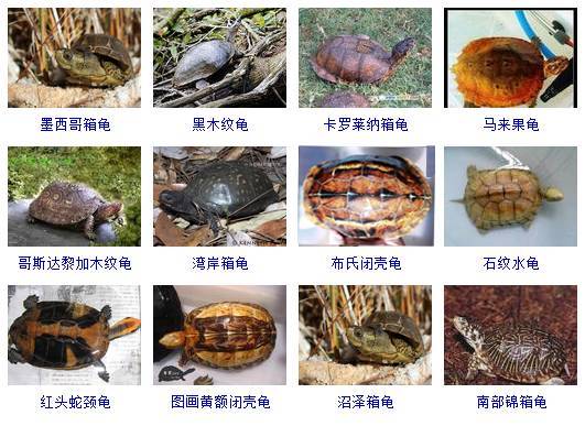 乌龟品种图鉴大全,必须收藏!