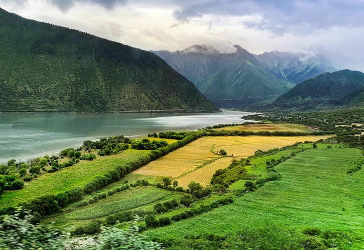 河谷平原上,金黄色的稻田,镶嵌在绿色翻滚的靑稞地里,好似一幅精美的