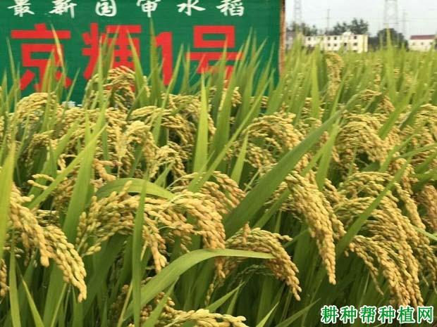 京粳1号水稻品种好不好