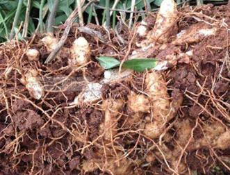 又被叫做野生姜,是未经过加工,直接采摘的野生黄精,具有极佳的药用