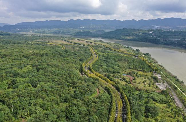 ↑这是10月18日拍摄的重庆广阳岛景色(无人机照片).