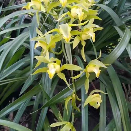 云南昌宁县 兰花虎头兰素花