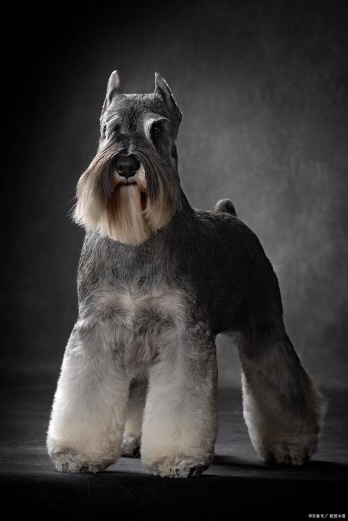 72种名犬图片及名字