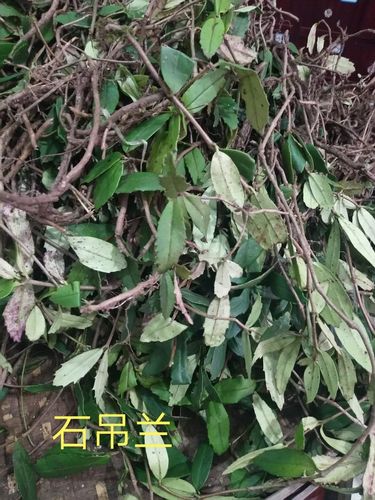 其它 畲族医药蓝秋金 写美篇  石吊兰 畲药名:石杨梅 畲族药性:阴药