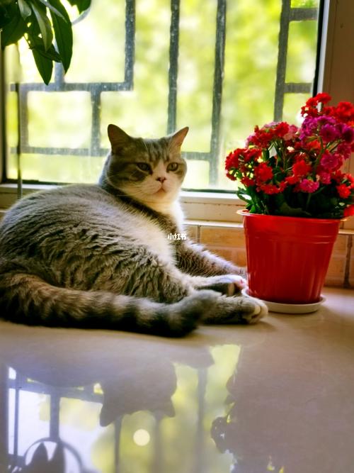 猫咪赏花94_赏花_猫咪_摄影_摄影日常_摄影_摄影其他