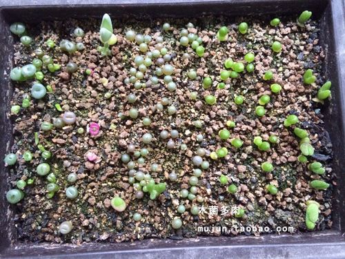多肉播种土 多肉花卉细小种子播种育苗土多肉植物生石花肉锥播种