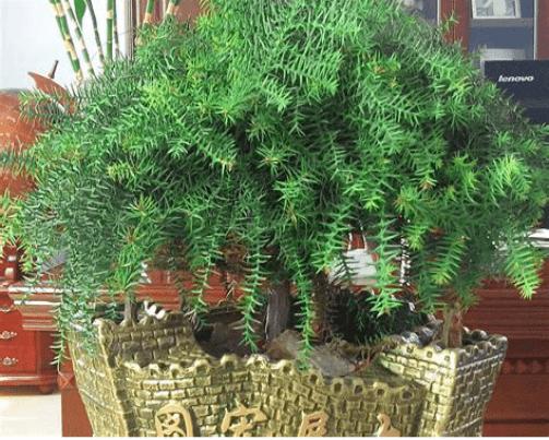 澳洲杉的寓意是什么?一分钟带你深入了解澳洲杉!