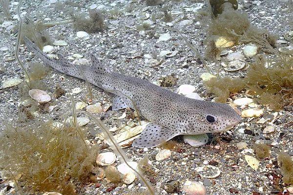 小斑点猫鲨(scyliorhinus canicula) 的身长通常只有60~70厘米,长的也