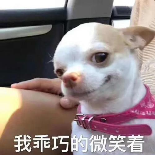 表情包无水印##搞笑表情包