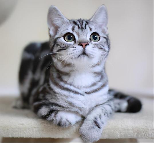 美短猫vs英短猫,为什么"英短"更受欢迎?原因有6个