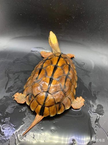金钱龟属于水龟还是半水龟类?