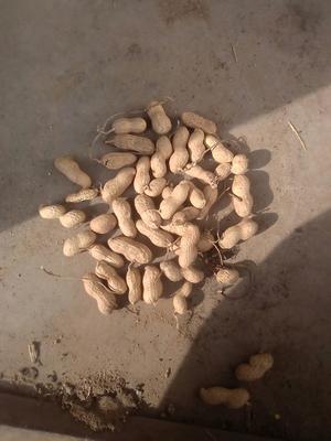 花育16花生米 干货 花生米