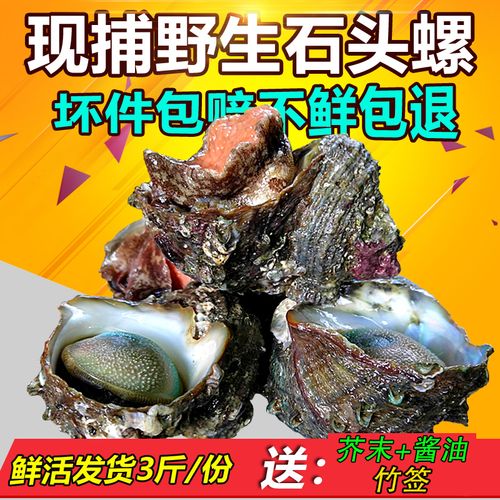 野生鲜活海螺新鲜石头螺大海螺活体贝壳类海鲜水产蝾螺海螺3斤装