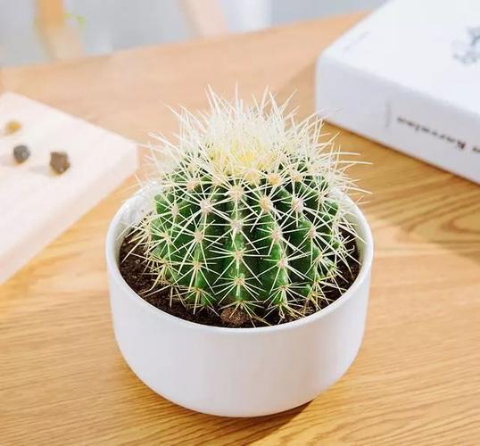 仙人掌