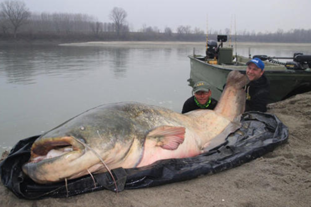 印度"神鱼"泛滥后,中国吃货却连连摆手