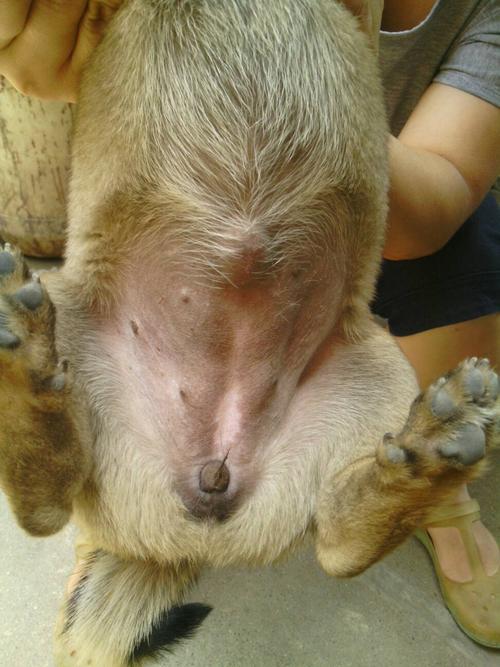 帮忙辨别狗狗公母?