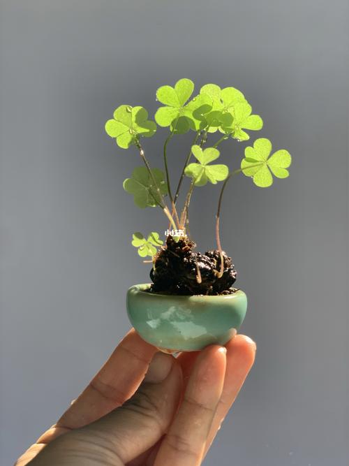 自制老桩三叶草_手工制作_兴趣爱好_手工