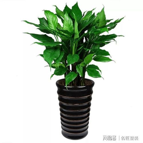 哪些绿植适合摆放在客厅内?