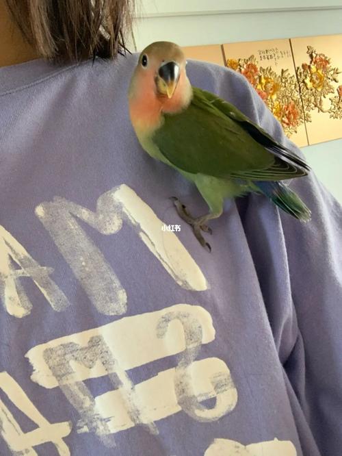 绿桃牡丹鹦鹉_鹦鹉_牡丹_宠物_宠物其他