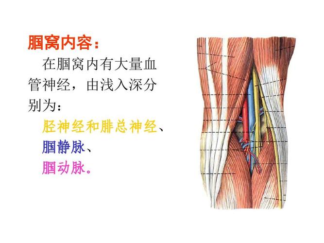 管神经,由浅入深分 别为: 胫神经和腓总神经, 腘静脉, 腘动脉