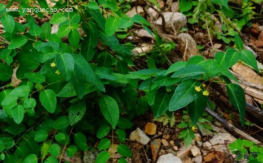 雀儿舌头_燕雀草