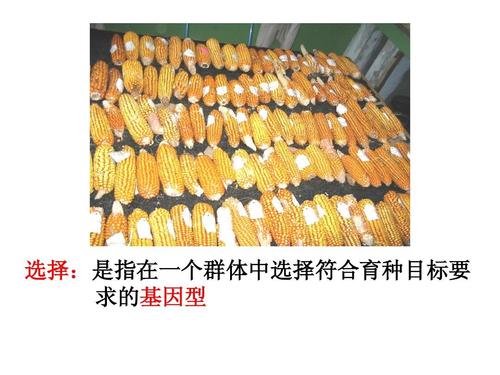 分子标记辅助育种ppt